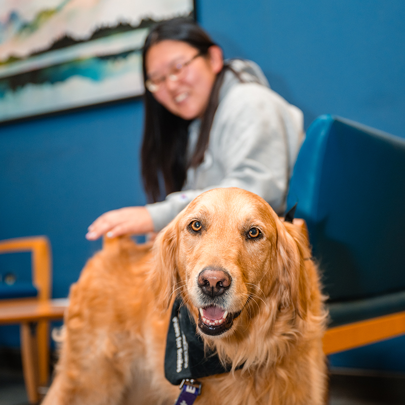 A golden retriever smiles while being pet by a patient in dental clinic lobby