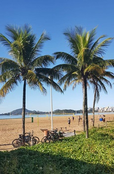 beach with palm trees and blue sky